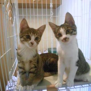 ありがとうございました