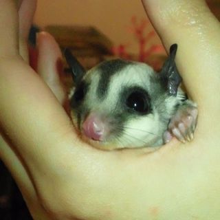 フクロモモンガ(ｵｽ)里親募集