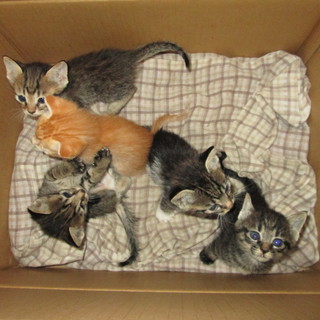 子猫・外の世界を知りません