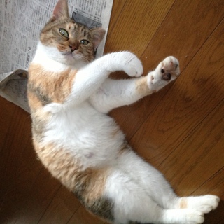 なんとか里親探してあげたい。2歳前後、メス、