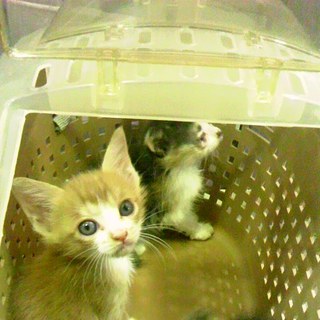 緊急★子猫8匹里親募集