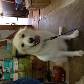 大型犬をお探しの方、必見！！