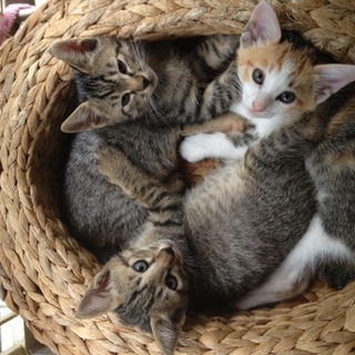 可愛い子猫ちゃん