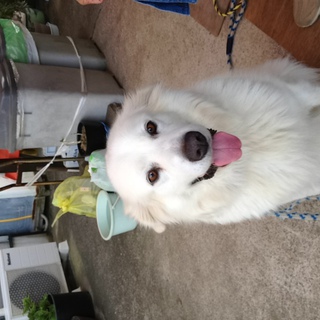 大型犬をお探しの方、必見！！