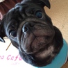 一時募集停止中です　黒パグ２歳　男の子 サムネイル3