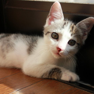 【一時募集停止】２ヶ月の女の子です。可愛がってください(*＾＾*)