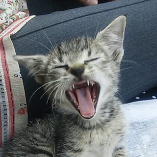 生後一か月ほどの子猫です！