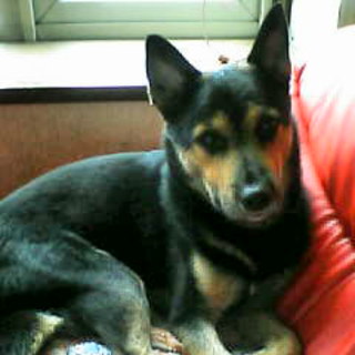 飼い主 入院するため