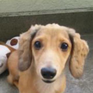 可愛がって遊んであげてください！