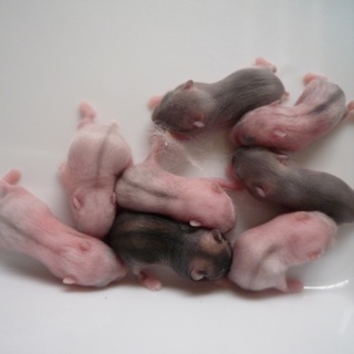 ジャンガリアン　10/1生まれ