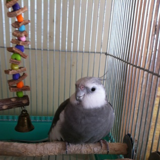 オカメインコ・男の子