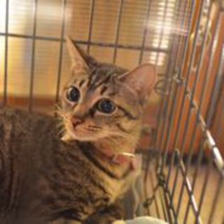 ミミちゃん里親募集