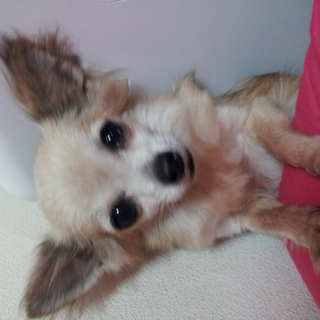 身近な方で里親さまが見つかりました。ありがとうございました。