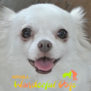 性格花マル。「えりさ」チワワ５歳♀