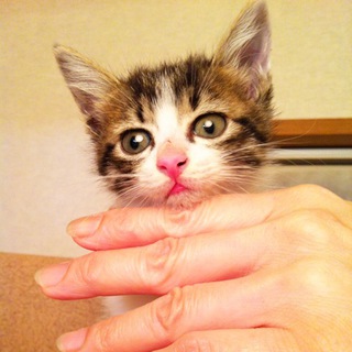 可愛がってくださる里親様