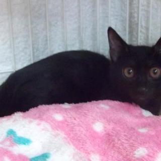 エンセルポイントの黒猫ちゃん