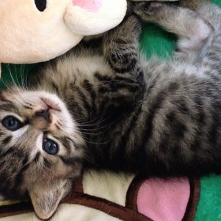 元気な男の子です。