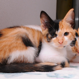 三毛猫の花ちゃん