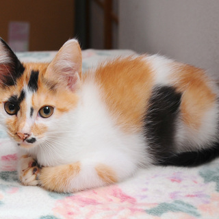 三毛猫の鶴ちゃん