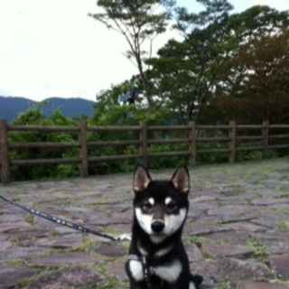 黒柴　生後６か月