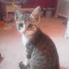 かわいい子猫里親募集！！ サムネイル6