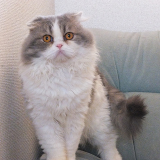 １歳ロングヘア折れ耳の男の子