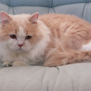 １歳ロングヘア立ち耳男の子