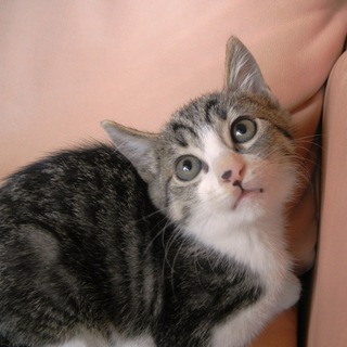 キジしろイケメン　3ヶ月