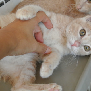 人なれ茶とら軍団！モカ