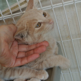 人なれ茶とら軍団！チャイ