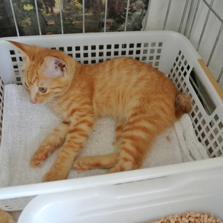 人なれ茶とら軍団！マロン