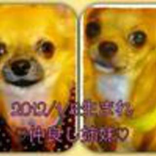 チワワのスムース、ロングの仲良し姉妹