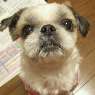 シーズー里親さん募集！