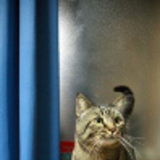 飼い主様を急募してます！