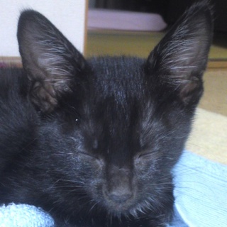 田んぼの中で一晩置き去りにされたチビクロ