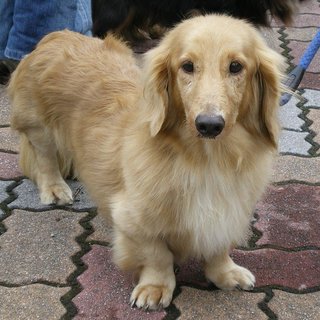 貫禄の落ち着き　Ｍダックス　ショコラ君（少しハンデあり）　