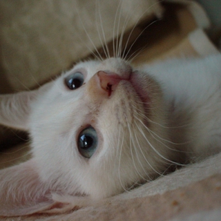 白猫の男の子です。