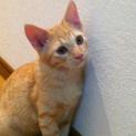 とてもかわいい子猫です