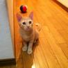 とてもかわいい子猫です サムネイル3