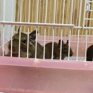 デグー夏生まれ(残り２匹)