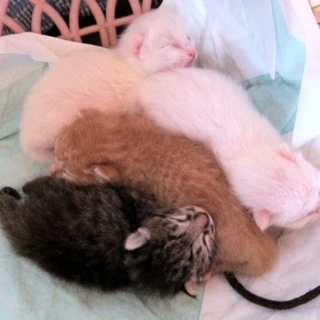 生後２週間です