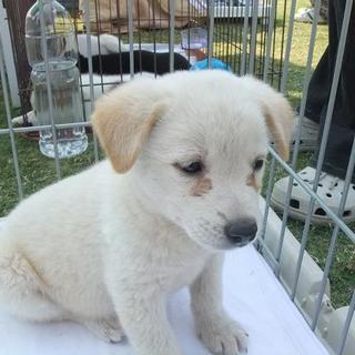 かわいい子犬です。