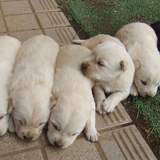 真っ白な雑種の仔犬と真っ黒い仔犬です