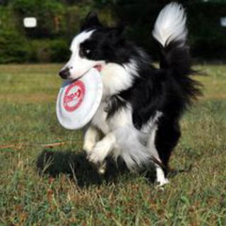 元気なボーダーコリー♂１歳