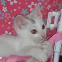 白猫の里親募集中