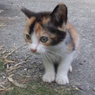 家族にしてください！