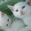 白猫兄妹