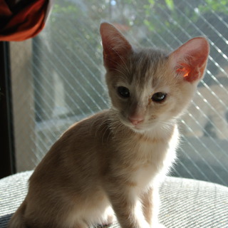 人間大好き　４きょうだい