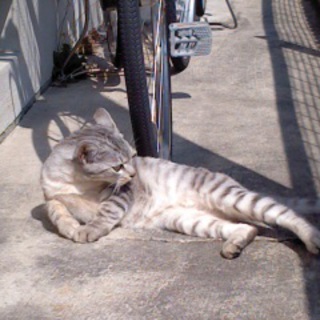 人なつっこいかわいい子です