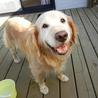 ゴールデンのエリーちゃん７歳です サムネイル6